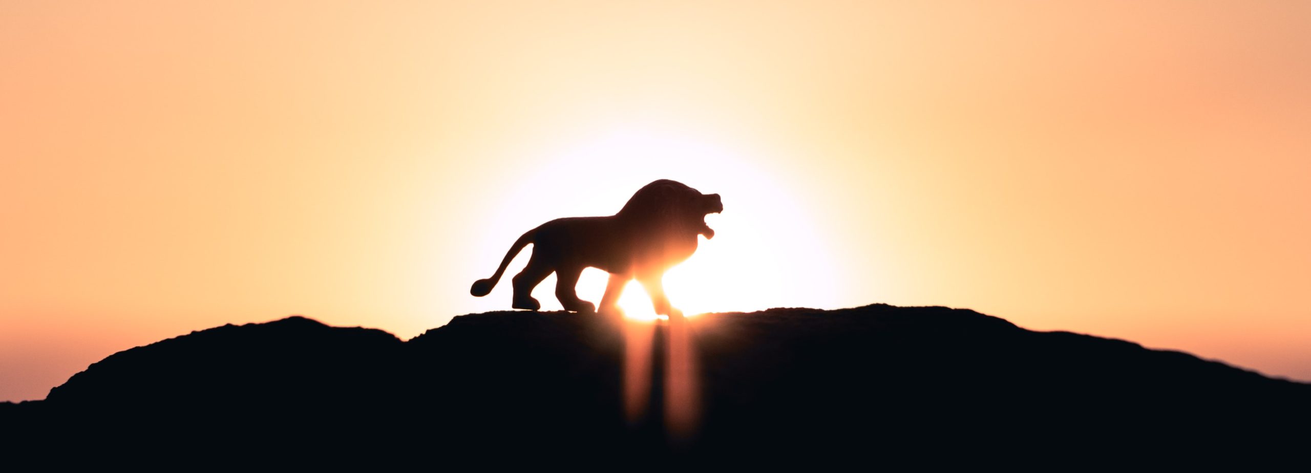 lion sunset